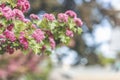 Panoramic view to spring background art with Beautiful pink hawthorn blossom at the beautiful bokeh. Beautiful spring background. Royalty Free Stock Photo