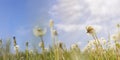 Panoramic view to spring background art with white fluffy dandelions and fluttering butterfly. Spring day, close up, shallow Royalty Free Stock Photo