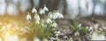 Panoramic view to spring flowers in the forest. White blooming snowdrop folded or Galanthus plicatus in the forest background.