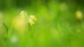 Panoramic view to spring flowers in the park Royalty Free Stock Photo