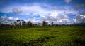 Panoramic view to tea plantation at Waga valley near Mount Hagen, Papua new Guinea