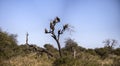 Panoramic view of a tree in the African savannah of South Africa full of African white-backed vultures (Gyps africanus Royalty Free Stock Photo