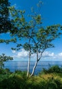 Panoramic View with a Tree and the Ocean in the background, Sayulita Mexico. Royalty Free Stock Photo