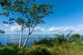 Panoramic View with a Tree and the Ocean in the background, Sayulita Mexico. Royalty Free Stock Photo