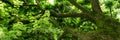 Panoramic view into the tree top of the linden tree. Green natural background