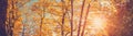 Panoramic view of the trees in autumnal park in sunset. Royalty Free Stock Photo