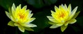 Beautiful pair of yellow water lilies Royalty Free Stock Photo