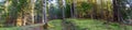 Panoramic view, unused forest road covered with green moss