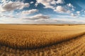 panoramic view of vast cornfields during harvest season