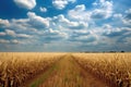 panoramic view of vast cornfields during harvest season