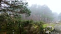 Panoramic view of vegetation in foggy conditions