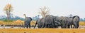 Panoramic view of a busy waterhole with Giraffe, Elephants and alots of vultures, Makololo Waterhole, Hwange National Park