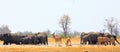 Panoramic view of a very busy waterhole with elephants and Kudu