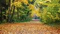 Panoramic view of the vibrant-Coloured autumn leaf covering the footpath in a park