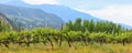 Vinery in Washington state near Leavenworth city Royalty Free Stock Photo