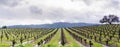 Panoramic view of a vineyard in Sonoma Valley at the beginning of spring, California