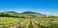 View of vineyard in spring time Royalty Free Stock Photo