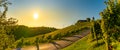 Panoramic view from vineyard to green hills of south styrian wine route in Austria in sunset. Glanz an der Weinstrasse.