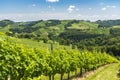 View from vineyard to hills of south styrian wine route