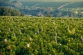 Panoramic view of the vineyards fields