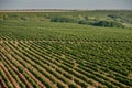 Panoramic view of the vineyards fields