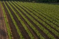 Panoramic view of the vineyards fields