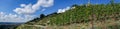 Panoramic view from the vineyards in Saxony Royalty Free Stock Photo