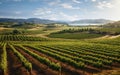 Panoramic view of the vineyards on a sunny day Royalty Free Stock Photo