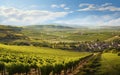 Panoramic view of the vineyards on a sunny day Royalty Free Stock Photo