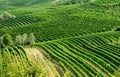 Panoramic view of vineyars and hills.