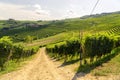 Panoramic view of vineyars and hills.