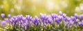 panoramic view of violet crocuse. AI generated Royalty Free Stock Photo
