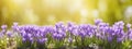 panoramic view of violet crocuse. AI generated Royalty Free Stock Photo