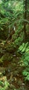 Panoramic view of waterfalls and rainforest in Akaka Falls State Park, Hawaii Royalty Free Stock Photo