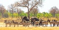 Landscape of a vibrant waterhole which is full of elephants and zebras in Makololo, Hwange National Park, Zimbabwe