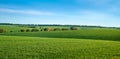 view of wavy fields with lines of winter crops on the background of the blue sky