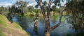 Panoramic view of Werribee river with old trees in the water. Australian nature landscape of a waterway and its surroundings.