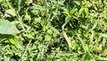 Panoramic view of wet green grass after rain Royalty Free Stock Photo