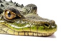 Panoramic view of wet Nile crocodile isolated on white background Royalty Free Stock Photo