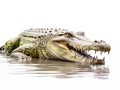 Panoramic view of wet Nile crocodile isolated on white background Royalty Free Stock Photo