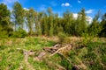 Wetlands wooded meadows of Lawice Kielpinskie natural reserve at the Vistula river near Lomianki town north of