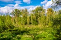 Wetlands wooded meadows of Lawice Kielpinskie natural reserve at the Vistula river near Lomianki town north of