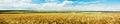 Panoramic view of a wheat field Royalty Free Stock Photo