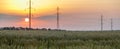 Panoramic view of wheat field and high-voltage power line against the background of orange sunset Royalty Free Stock Photo