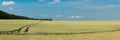 Panoramic view of a wheat field. Kirovograd region Royalty Free Stock Photo