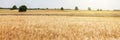 Panoramic view of a wheat field Royalty Free Stock Photo