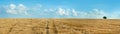 Panorama of wheat field stubble and lonely tree under beautiful blue sky and clouds on sunny summer day Royalty Free Stock Photo