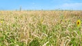 panoramic view of wheat field with sunflower Royalty Free Stock Photo