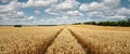 Panoramic view of a wheat field on a sunny day Royalty Free Stock Photo