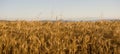 Panoramic view of wheat field.